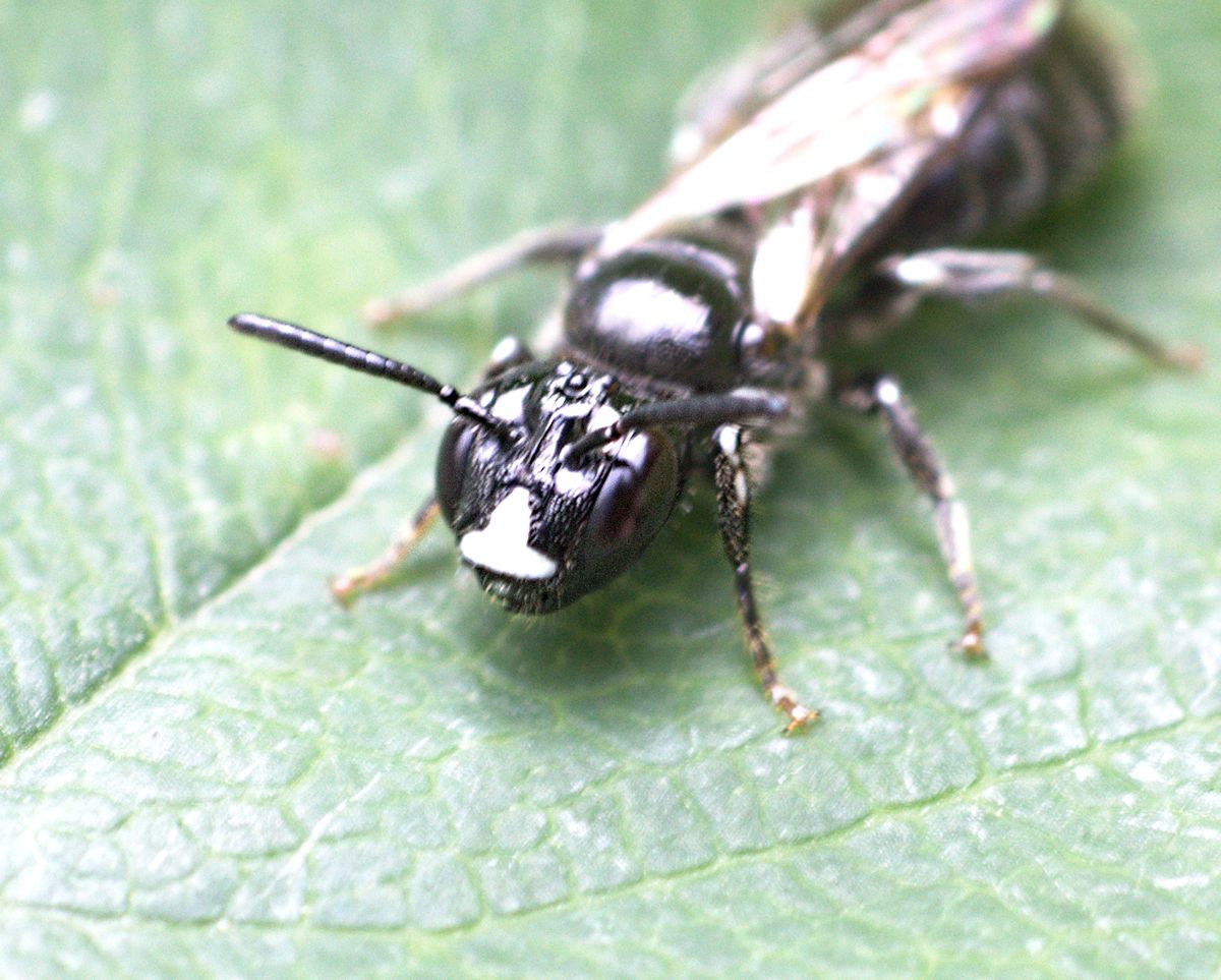 Ceratina cucurbitina (Xylocopinae)